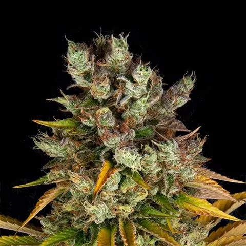 GMO cannabis flower